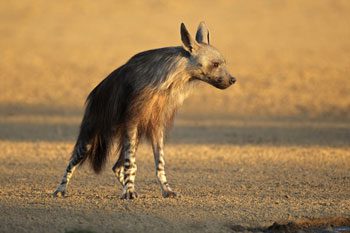 A side view of a brown striped hyena